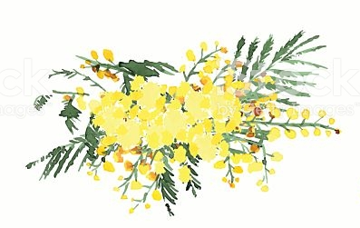 mimosa.PNG